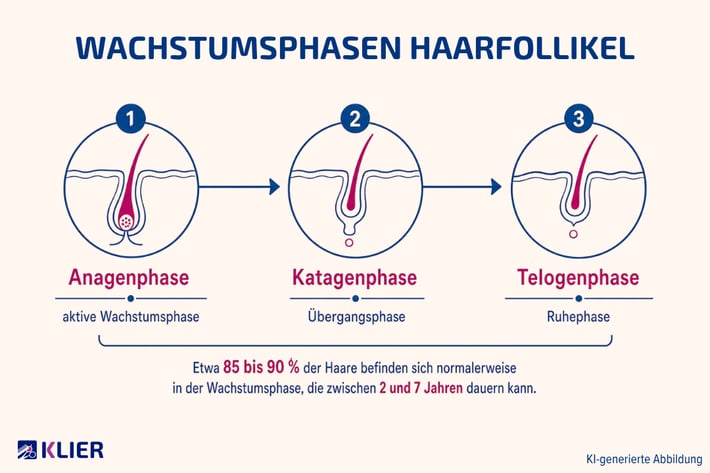 Wachstumsphasen Haarfollikel, KI-generierte Abbildung